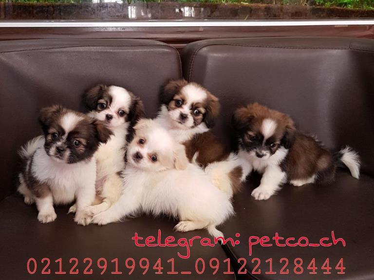 فروش سگ شیتزو پکینز - سگ شیتزو تریر آپارتمانی