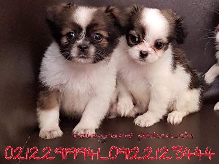 فروش سگ شیتزو پکینز - سگ شیتزو تریر آپارتمانی