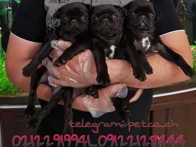 فروش سگ پاگ مینی