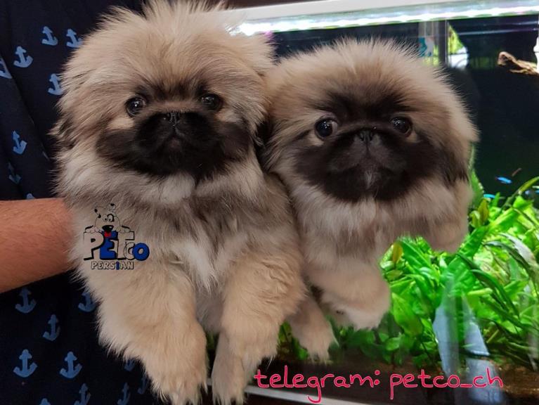 فروش سگ پکینز امپریال تبتی