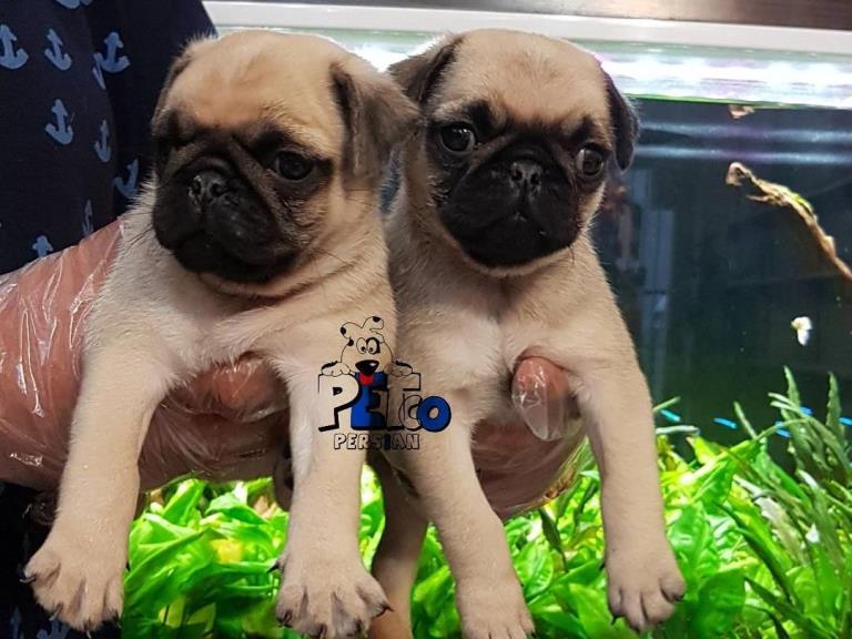 فروش سگ پاگ مینی