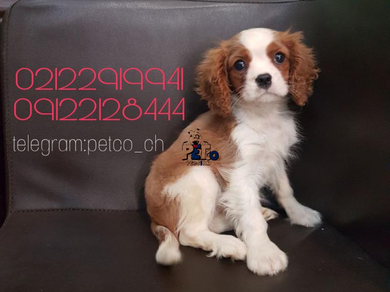 فروش سگ کاوالیر کینگ - فروش سگ کاوالیر کینگ 