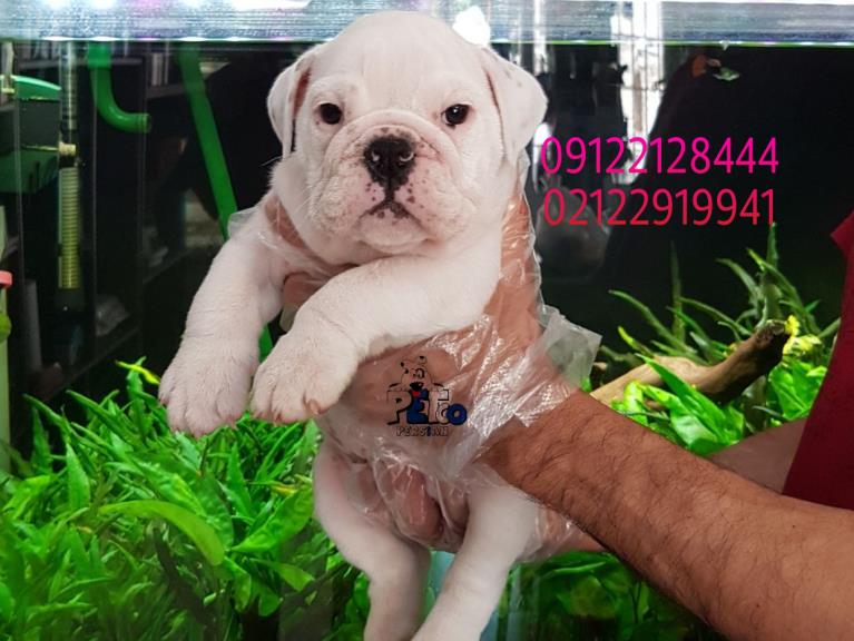 فروش سگ انگلیش بولداگ - سگ انگلیش بولداگ 