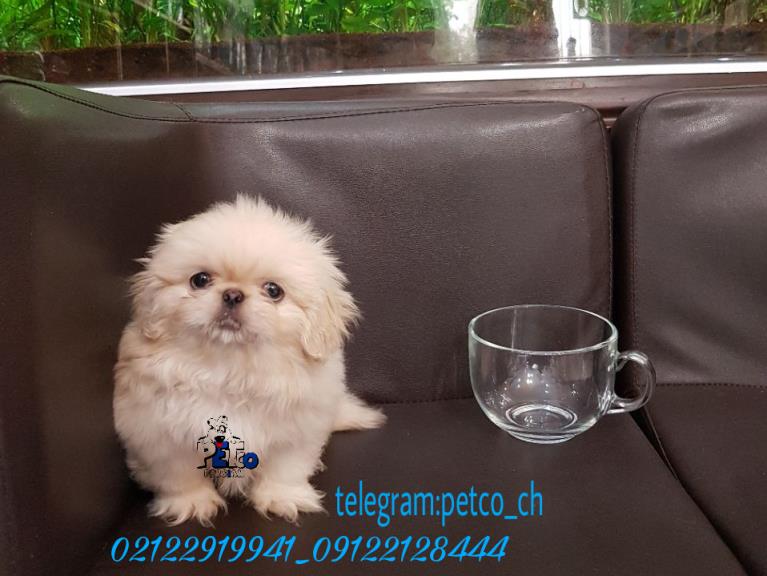 فروش سگ پکینز امپریال