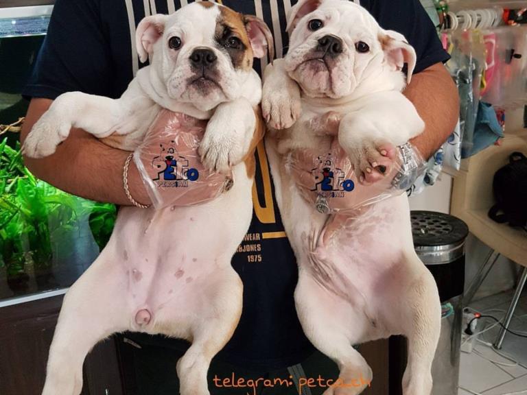 فروش سگ انگلیش بولداگ - سگ انگلیش بولداگ 