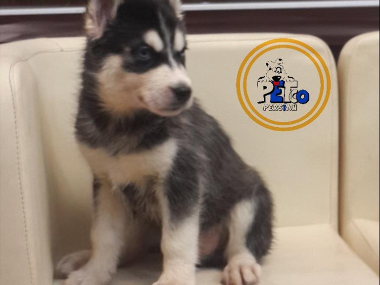 توله هایی سیبرین هاسکی - سگ سیبرین هاسکی ( Siberian Husky )