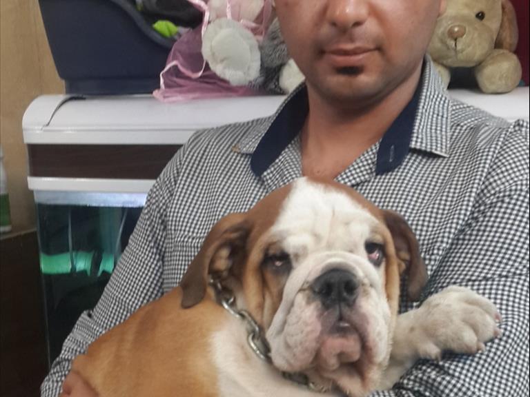 توله انگلیش بولداگ چمپیون - سگ انگلیش بولداگ 