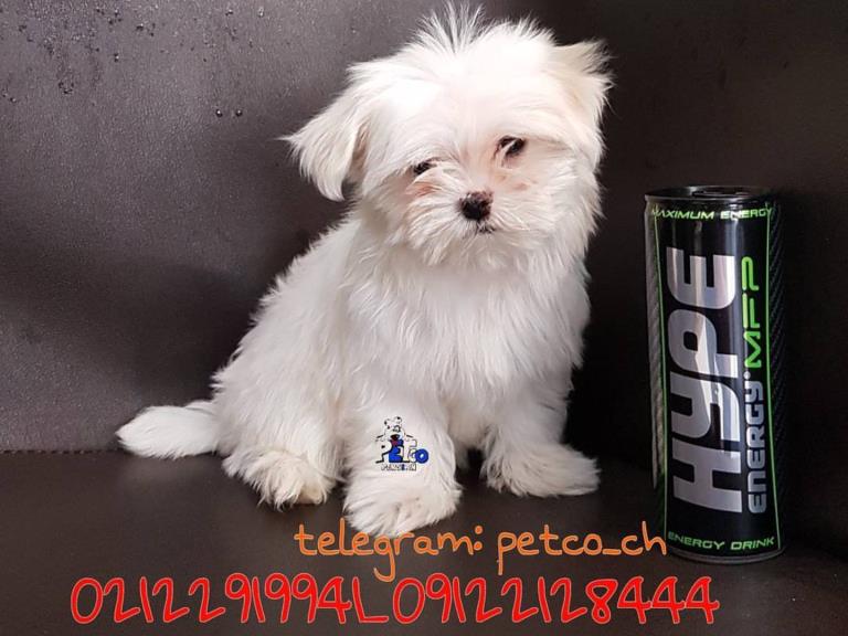 فروش سگ مالتیز عروسکی - سگ مالتیز maltese