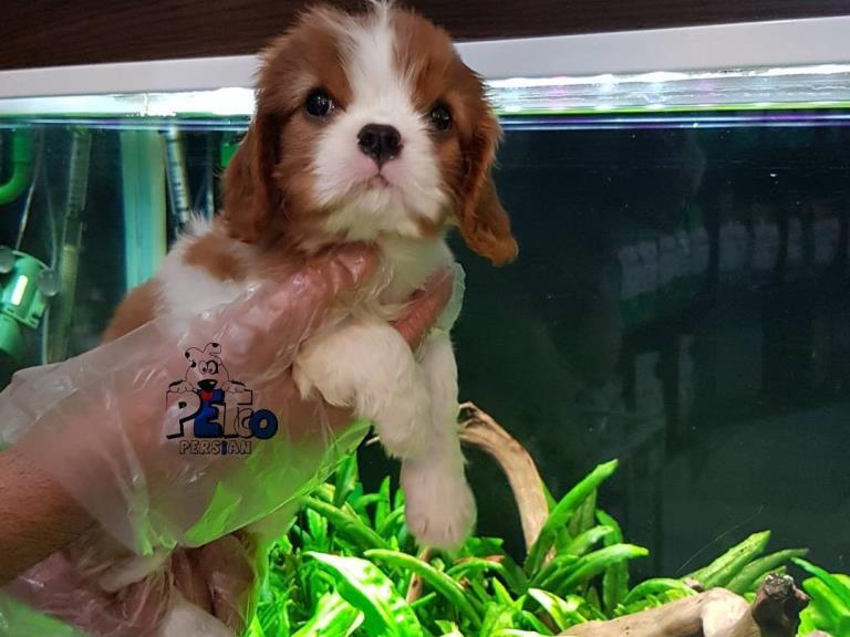 فروش سگ کاوالیر کینگ  - فروش سگ کاوالیر کینگ 