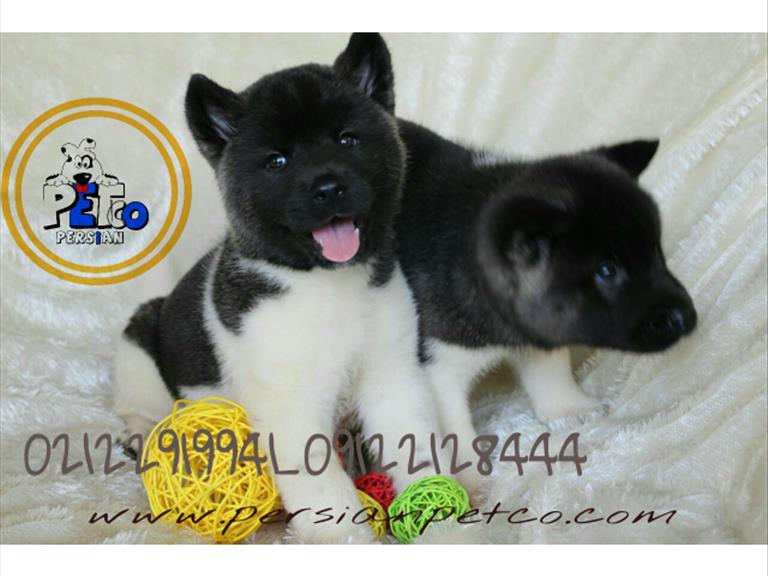 آکیتا آمریکایی American Akita - سگ آکیتا ( Akita )