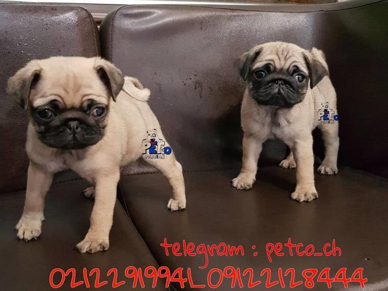 فروش سگ پاگ مینی