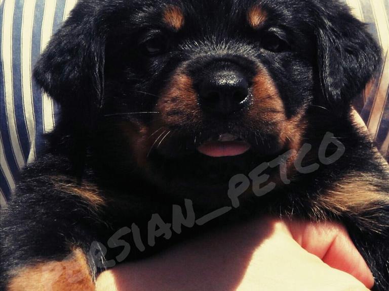 توله های نر و ماده روتوایلر - روتوایلر