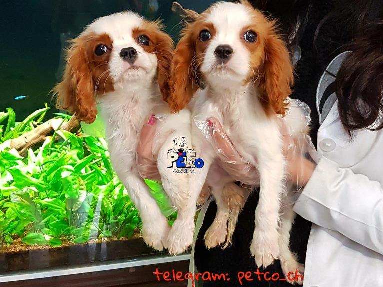 فروش سگ كاوالير كينگ - فروش سگ کاوالیر کینگ 