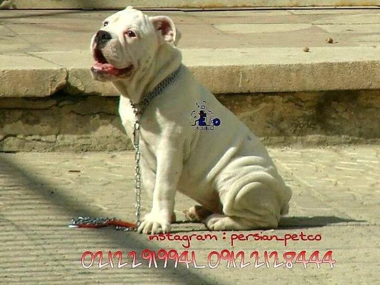 فروش سگ اينگيليش بولداگ  - سگ انگلیش بولداگ 