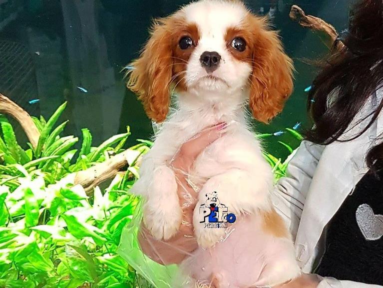 فروش سگ كاوالير كينگ - فروش سگ کاوالیر کینگ 