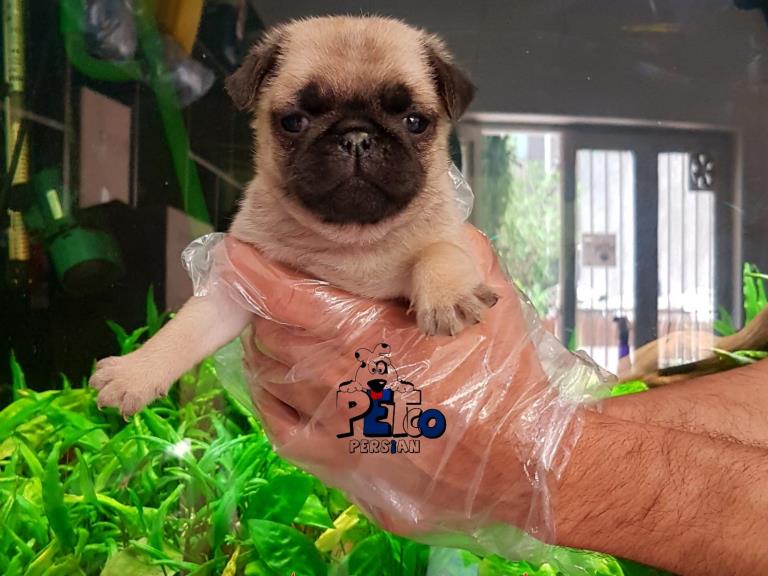 فروش سگ پاگ مینی - سگ پاگ