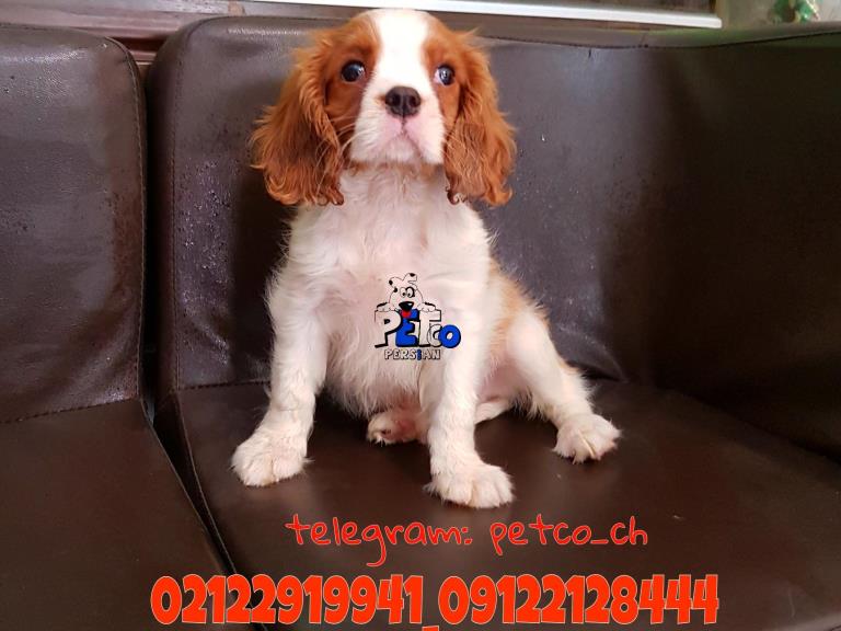 فروش سگ کاوالیر کینگ - فروش سگ کاوالیر کینگ 