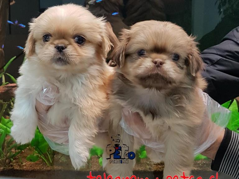 فروش سگ پیکینز امپریال