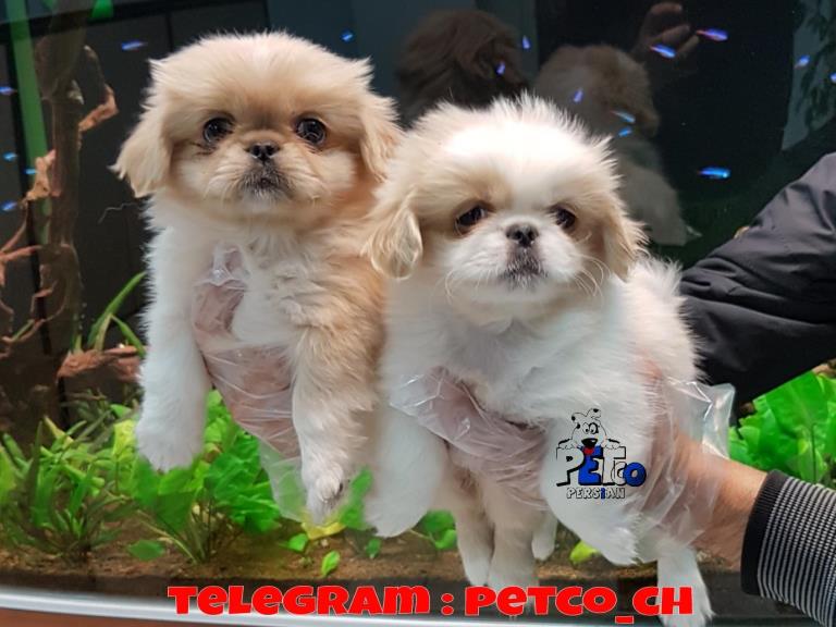 فروش سگ پیکینز 