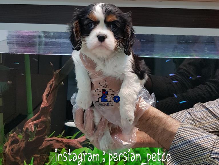 فروش سگ کاوالیر کینگ - فروش سگ کاوالیر کینگ 