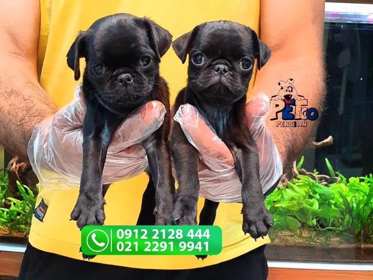 فروش توله های پاگ  - سگ پاگ