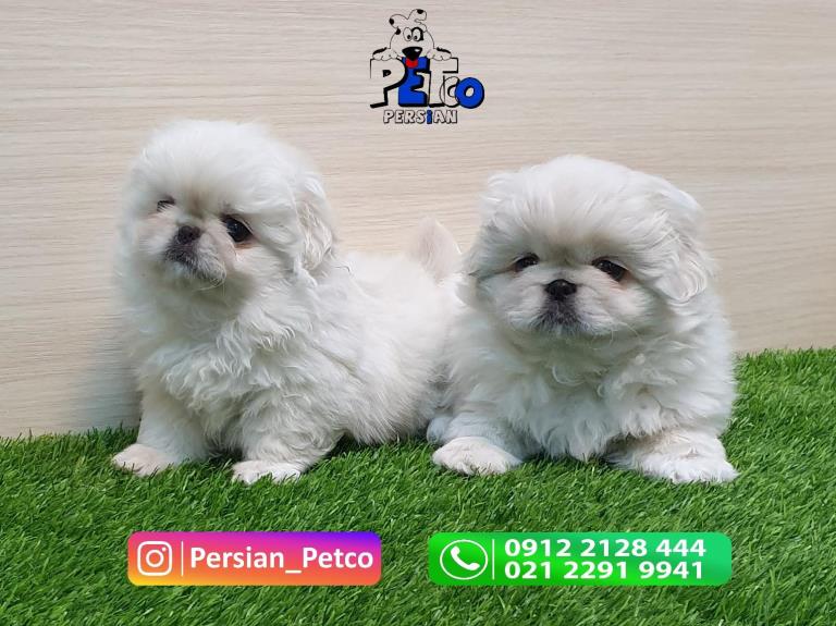 فروش سگ پیکینز امپریال