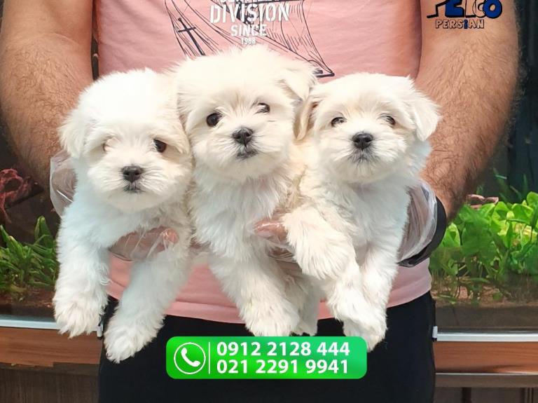 فروش سگ مالتیز - سگ مالتیز maltese