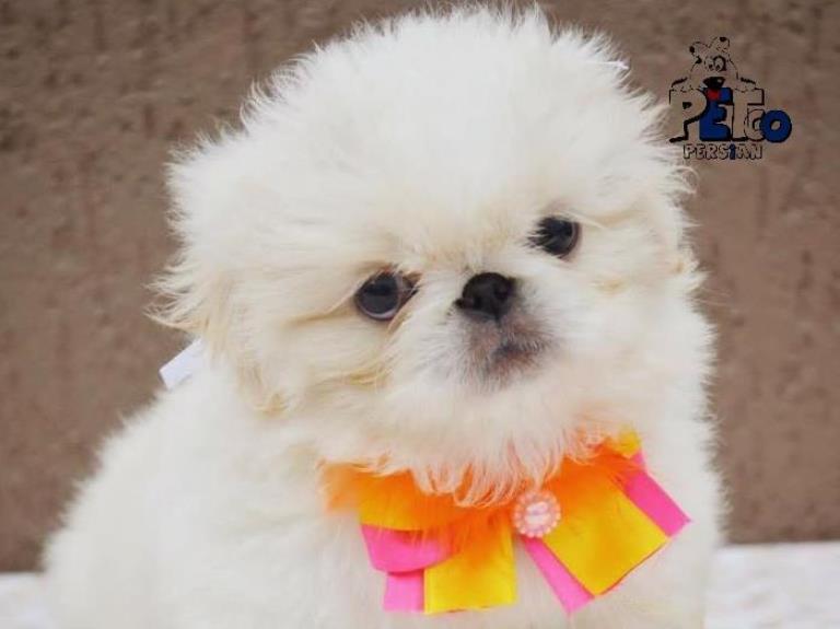 فروش سگ پیکینز امپریال