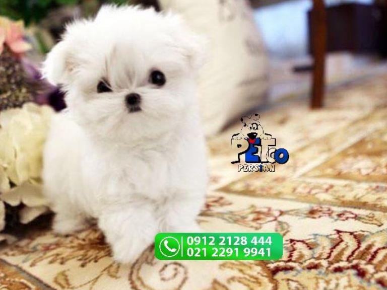 فروش سگ مالتیز تیکاپ - سگ مالتیز maltese