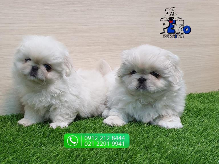 فروش سگ پیکینز امپریال