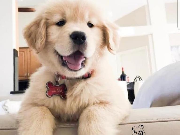 فروش سگ گلدن رتریور - گلدن رتریور