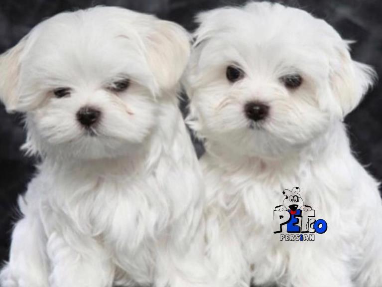 فروش سگ مالتیز تیکاپ - سگ مالتیز maltese