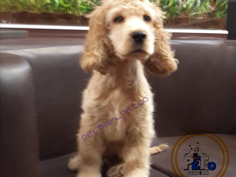 توله کوکر اسپانیل - سگ کوکر اسپانیل