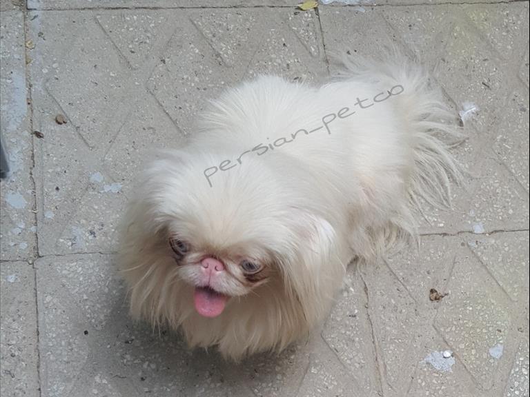 پیکینز امپریال 