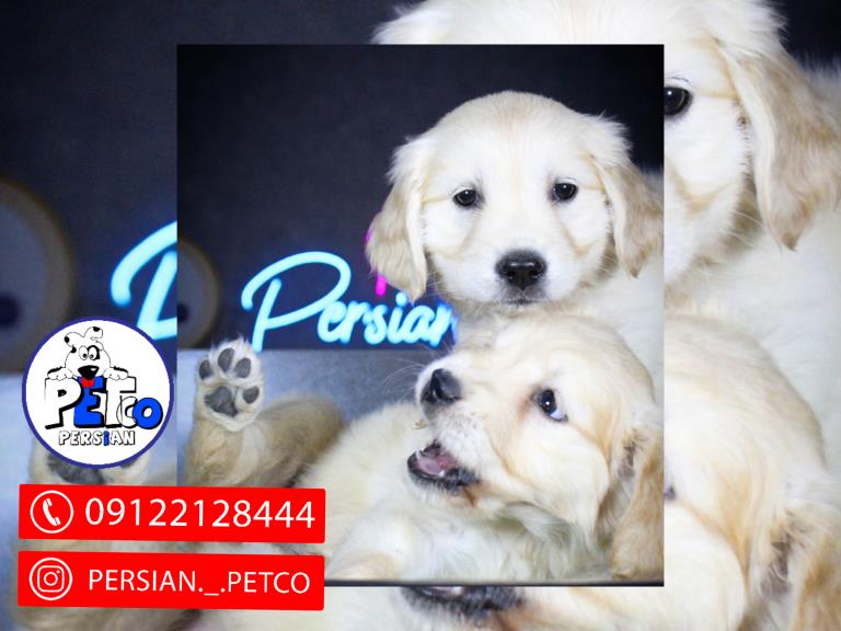 جشنواره گلدن رتریور - گلدن رتریور