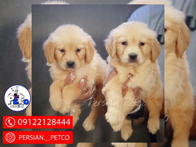 سگ گلدن رتریور - گلدن رتریور