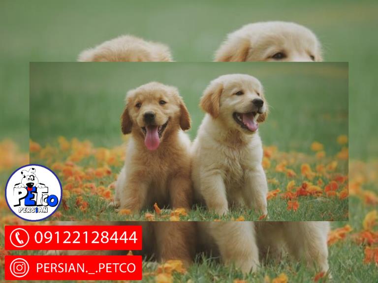 سگ گلدن رتریور - گلدن رتریور