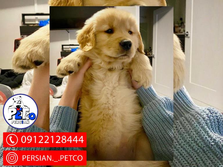 سگ گلدن رتریور - گلدن رتریور