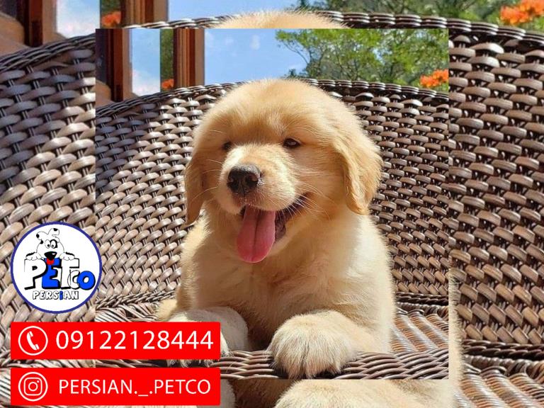 سگ گلدن رتریور - گلدن رتریور