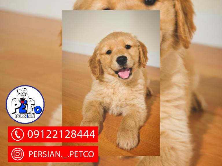 سگ گلدن رتریور - گلدن رتریور