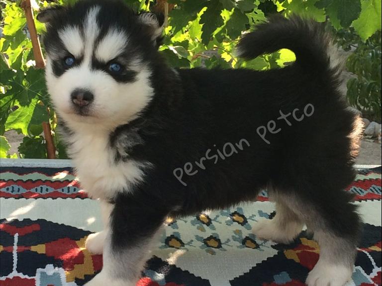 توله سیبرین هاسکی - سگ سیبرین هاسکی ( Siberian Husky )