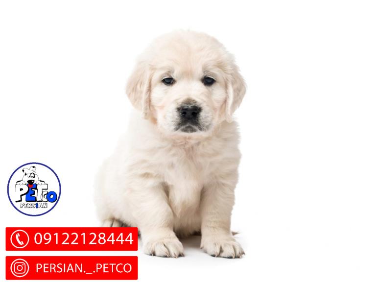 سگ گلدن رتریور - گلدن رتریور