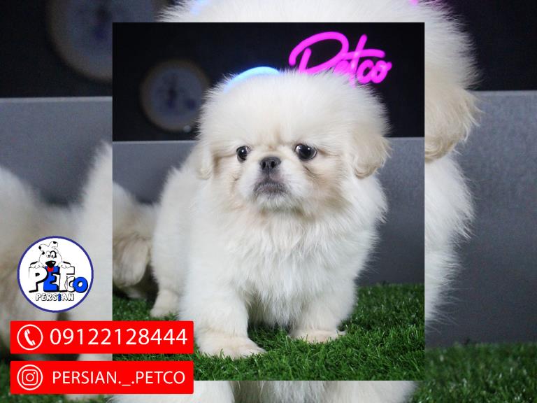 سگ پیکینز - سگ پکینز pekingese