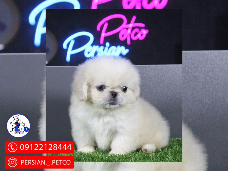 سگ پیکینز امپریال  - سگ پکینز pekingese