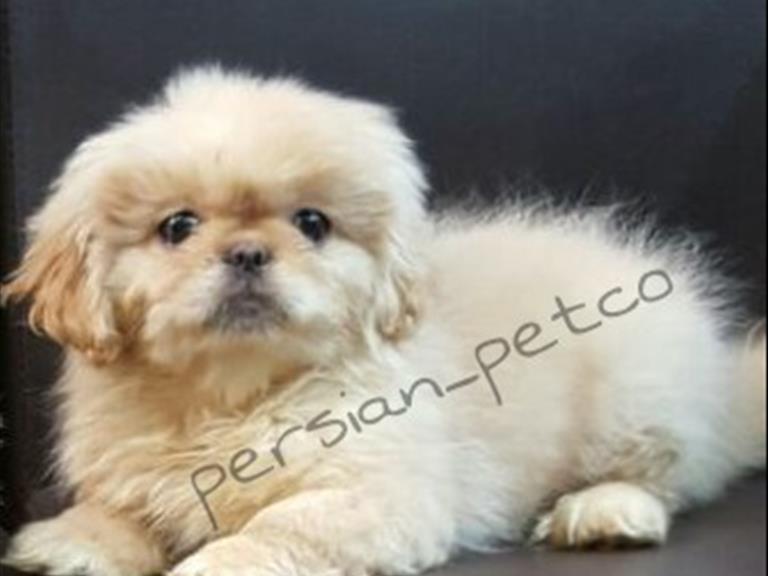 پکینز امپریال pekingese