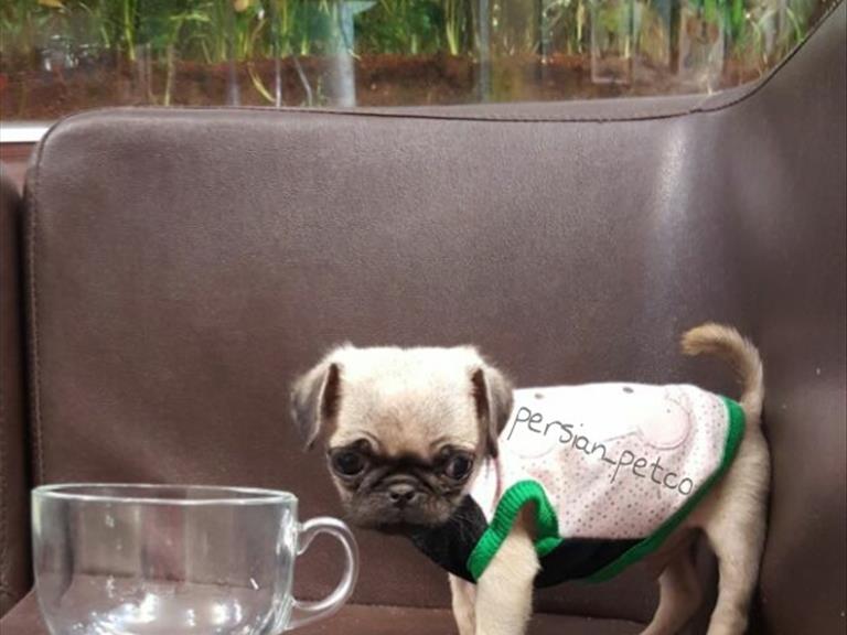 توله پاگ مبنباتوری